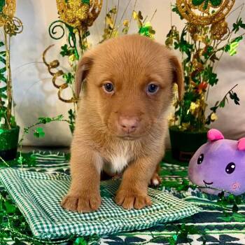 Dachshund Dogs Available for Adoption - Orion | PetCurious