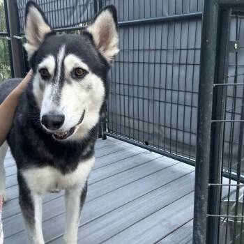 Rescue Husky Dogs for Adoption in Lockhart, Texas - Stitch | PetCurious