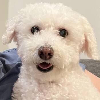 Rescue Bichon Frise Dogs for Adoption in Placentia, California - Sunny #502 | PetCurious
