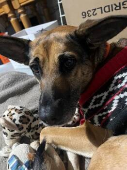 BABYGIRL -  German Shepherd Dog and Mixed Breed Dog for Adoption in Riverside, California - BABYGIRL | PetCurious