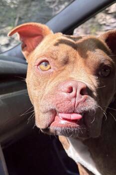 Dozer -  Pit Bull Terrier and Boxer Dog for Adoption in Kutztown, Pennsylvania - Dozer | PetCurious