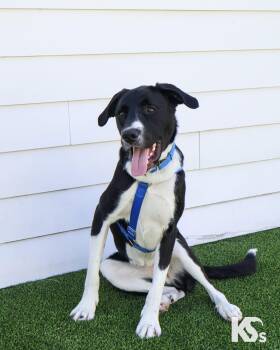 Border Collie and English Pointer Dogs Available for Adoption - Zoomie | PetCurious