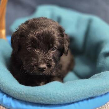 Poodle and Husky Dogs Available for Adoption - Mr. Tubz | PetCurious