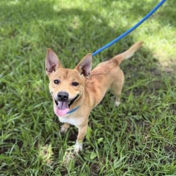 Terrier Dogs Available for Adoption in Carencro, Louisiana - Grilled Cheese | PetCurious