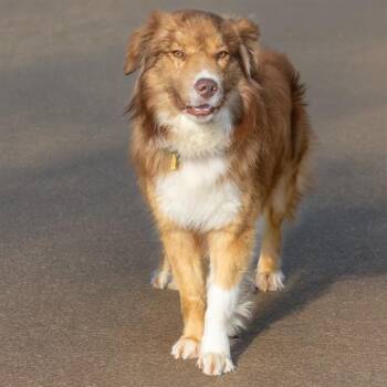 Great Pyrenees and Mixed Breed Dogs Available for Adoption in St. Louis, Missouri - FELIX | PetCurious