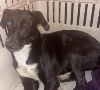 Rescue Doberman Pinscher and Mixed Breed Dogs for Adoption in Tracy, California - A045995 | PetCurious