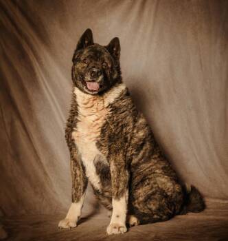 Neiko -  Akita Dog for Adoption in Lubbock, Texas - Neiko | PetCurious