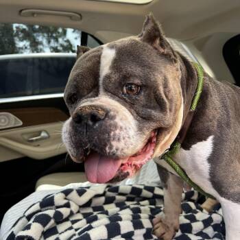 Gladys -  American Staffordshire Terrier and American Bulldog Dog for Adoption in Los Angeles, California - Gladys | PetCurious