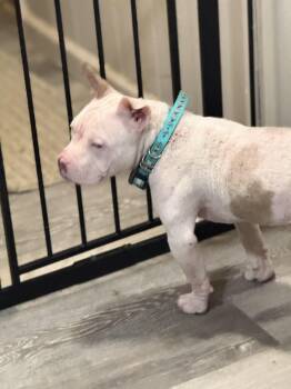 Rescue American Staffordshire Terrier Dogs for Adoption in Modesto, California - Cami | PetCurious