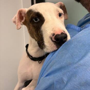 Strudel -  Terrier and Mixed Breed Dog for Adoption in Abilene, Texas - Strudel | PetCurious