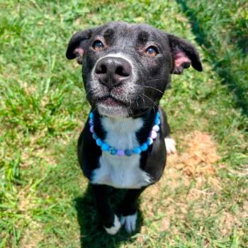 Reeces -  American Staffordshire Terrier Dog for Adoption in Pittsburgh, Pennsylvania - Reeces | PetCurious