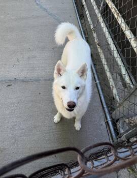 Rescue Husky Dogs for Adoption in Hoisington, Kansas - Frosty | PetCurious