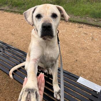 Mixed Breed Dogs Available for Adoption - Herbie | PetCurious