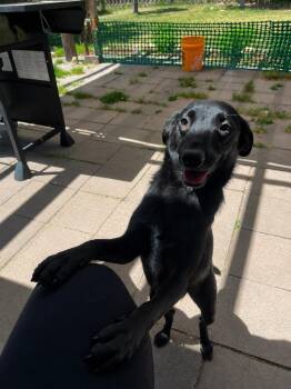 Hammer -  Labrador Retriever Dog for Adoption in Colorado Springs, Colorado - Hammer | PetCurious