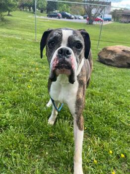 Boxer Dogs Available for Adoption in Front Royal, Virginia - George | PetCurious