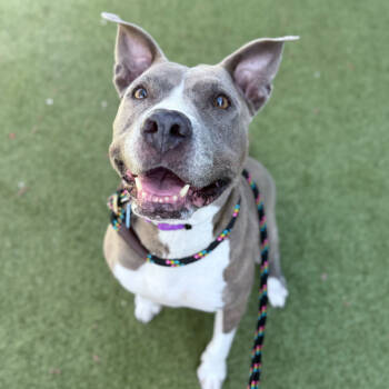 Rescue American Staffordshire Terrier Dogs for Adoption in Apache Junction, Arizona - Lennox | PetCurious