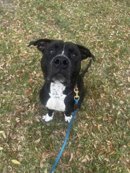 Rambo -  Mixed Breed Dog for Adoption in Vero Beach, Florida - Rambo | PetCurious