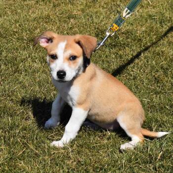 Blossom -  Mixed Breed Dog for Adoption in Searcy, Arkansas - Blossom | PetCurious