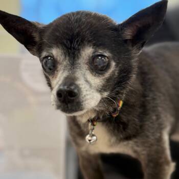 Rescue Chihuahua Dogs for Adoption in Madisonville, Tennessee - Tex | PetCurious