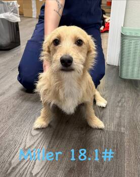 Chiweenie Dogs Available for Adoption - Miller | PetCurious