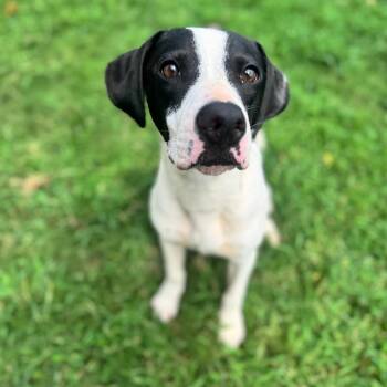 Dale -  Mixed Breed and None Dog for Adoption in Brownsboro, Alabama - Dale | PetCurious