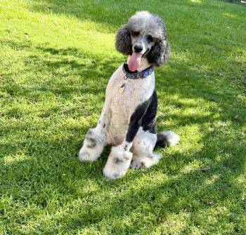 Sunny -  Standard Poodle Dog for Adoption in Baker, Louisiana - Sunny | PetCurious