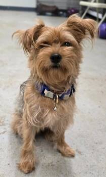 Beans -  Yorkshire Terrier and Schnauzer Dog for Adoption in Canyon Lake, Texas - Beans | PetCurious