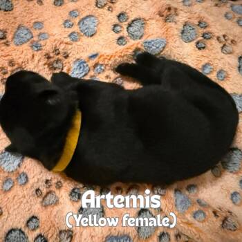 Artemis (Yellow Collar) -  German Shepherd Dog Dog for Adoption in Tulsa, Oklahoma - Artemis (Yellow Collar) | PetCurious