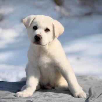Great Pyrenees Dogs Available for Adoption - CT Snowball | PetCurious
