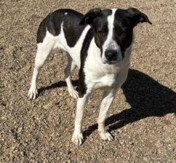 Daisy -  Border Collie Dog Available for Adoption in Hot Springs, South Dakota - Daisy | PetCurious