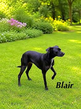 Blair -  Whippet and Chihuahua Dog for Adoption in Lucas, Texas - Blair | PetCurious