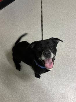 Beagle and Mixed Breed Dogs Available for Adoption - PUDDING | PetCurious