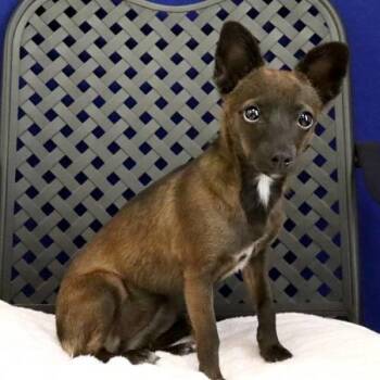 Chihuahua Dogs Available for Adoption - Edith | PetCurious