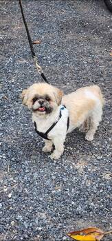 Shih Tzu Dogs Available for Adoption in Egg Harbor City, New Jersey - Mimi | PetCurious