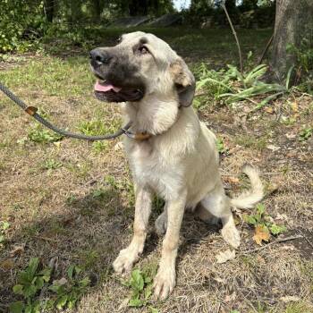Anatolian Shepherd Dogs Available for Adoption in Pittsburg, Kansas - Freya | PetCurious