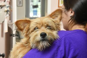 Muffin -  Terrier and Chihuahua Dog for Adoption in Fairhope, Alabama - Muffin | PetCurious