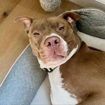 Staffordshire Bull Terrier Dogs Available for Adoption - Fudgsicle | PetCurious