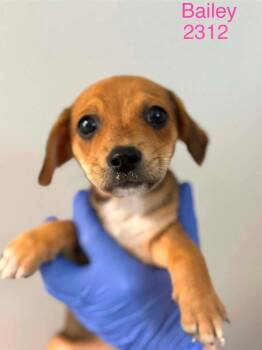Beagle Dogs Available for Adoption in New York, New York - Bailey (AL) | PetCurious