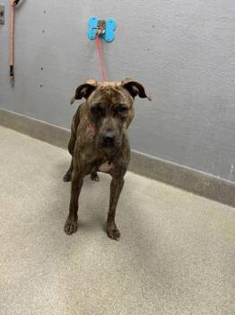 Rescue Pit Bull Terrier Dogs for Adoption in Las Vegas, Nevada - MABEL | PetCurious