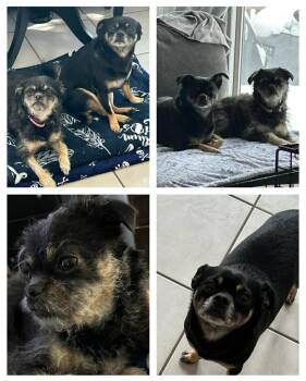 Chihuahua and Pug Dogs Available for Adoption - Courtesy Post - Marley & Molly - Bonded Pair | PetCurious