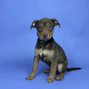 Miniature Pinscher and Chihuahua Dogs Available for Adoption - Jacqueline | PetCurious