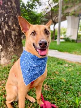 Rescue Mountain Dog Dogs for Adoption in Vancouver, British Columbia - Elsa | PetCurious