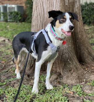 Rescue Border Collie Dogs for Adoption in Dallas, Texas - Victoria | PetCurious