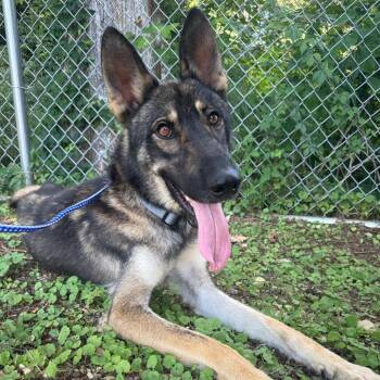 Sarge 080501A -  German Shepherd Dog Dog for Adoption in Amory, Mississippi - Sarge 080501A | PetCurious