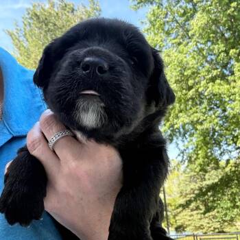Labrador Retriever and Mixed Breed Dogs Available for Adoption in Normal, Illinois - Pearson | PetCurious