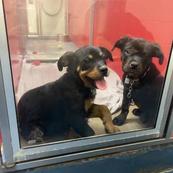 Rocky -  Rottweiler Dog for Adoption in Hampton Bays, New York - Rocky | PetCurious