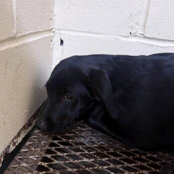 Terrier Dogs Available for Adoption in Springfield, Georgia - Ohana | PetCurious