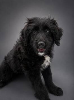 Zara -  Australian Shepherd and Standard Poodle Dog for Adoption in Bowling Green, Kentucky - Zara | PetCurious