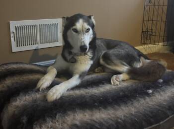 Ashley -  Siberian Husky Dog for Adoption in York, Pennsylvania - Ashley | PetCurious