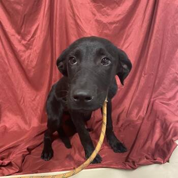 Rescue Labrador Retriever and Mixed Breed Dogs for Adoption in Modesto, California - A603768 | PetCurious